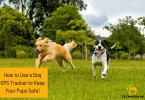 How to Ensure Maximum Safety for Your Dog Using GPS Trackers