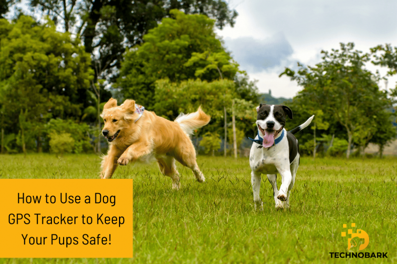 How to Ensure Maximum Safety for Your Dog Using GPS Trackers