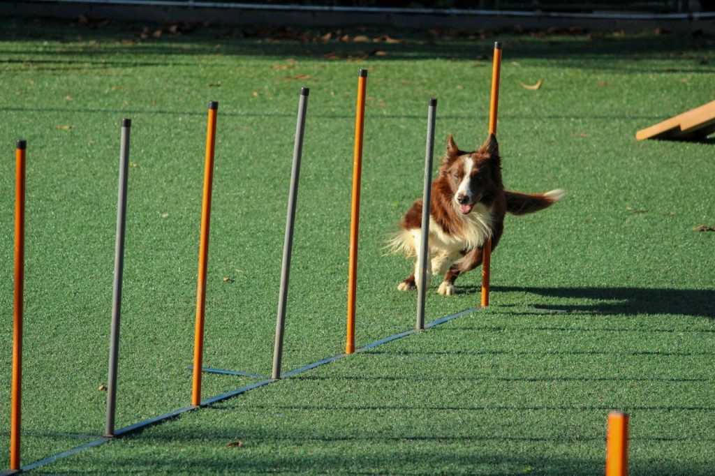 agility dog training accessories