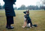 Discovering Humane Alternatives to Shock Collars for Training Your Dog