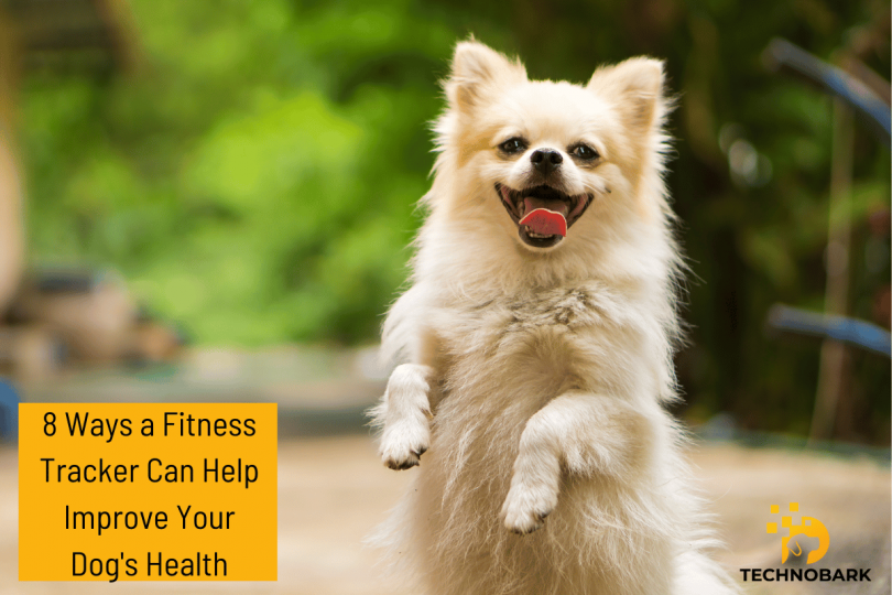 "Discover the power of dog collar fitness trackers! Unleash your pup's potential for a healthier, happier life. Join the adventure now! 🐾🐶 #PetTech"