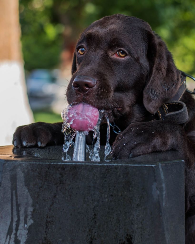 Dog drinking water to stay hydrated and avoid constipation