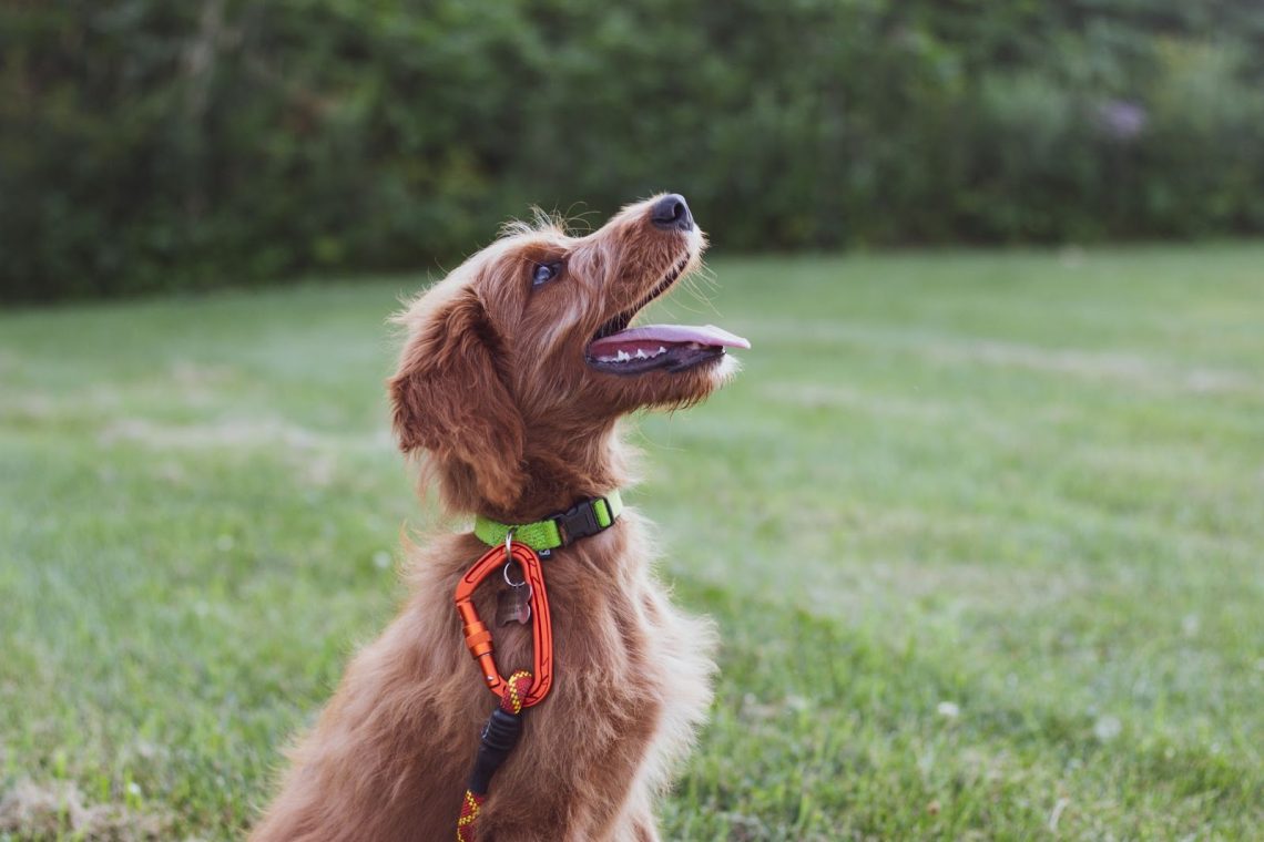 essential dog training accessories