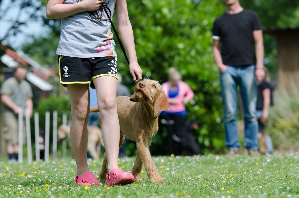 poorly trained dog red flags