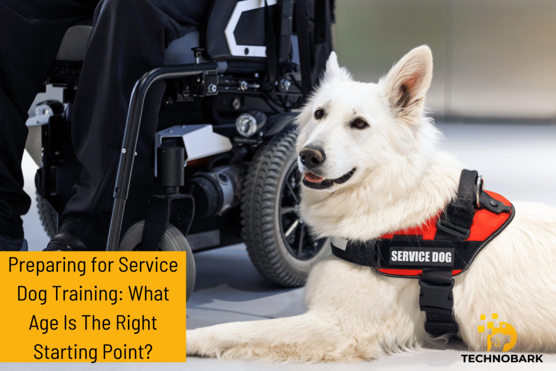 service dog training age