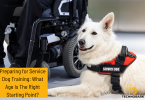 service dog training age