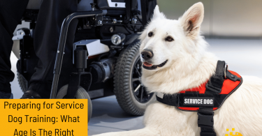 service dog training age