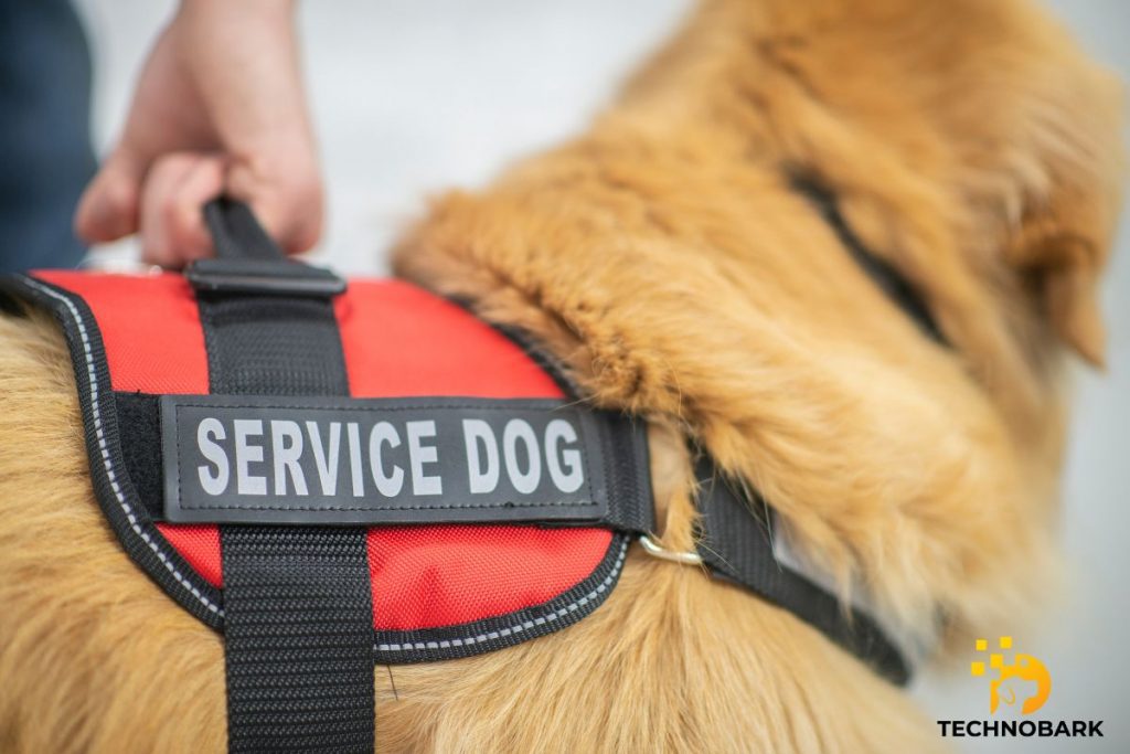 Preparing for Service Dog Training: What Age Is The Right Starting Point?