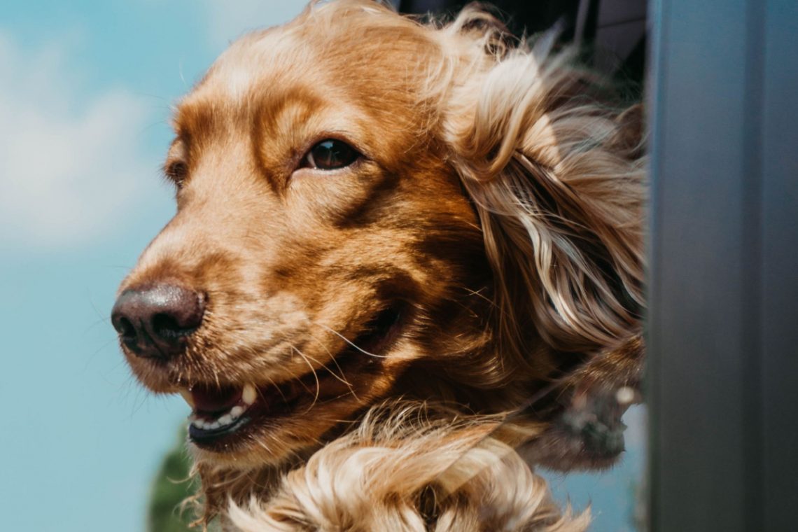 10 Reasons Why Dogs are the Best Pets: A Must-Read For All Pet Lovers!