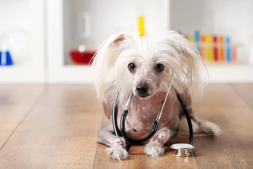 How Technology is Revolutionizing Dog Health Monitoring