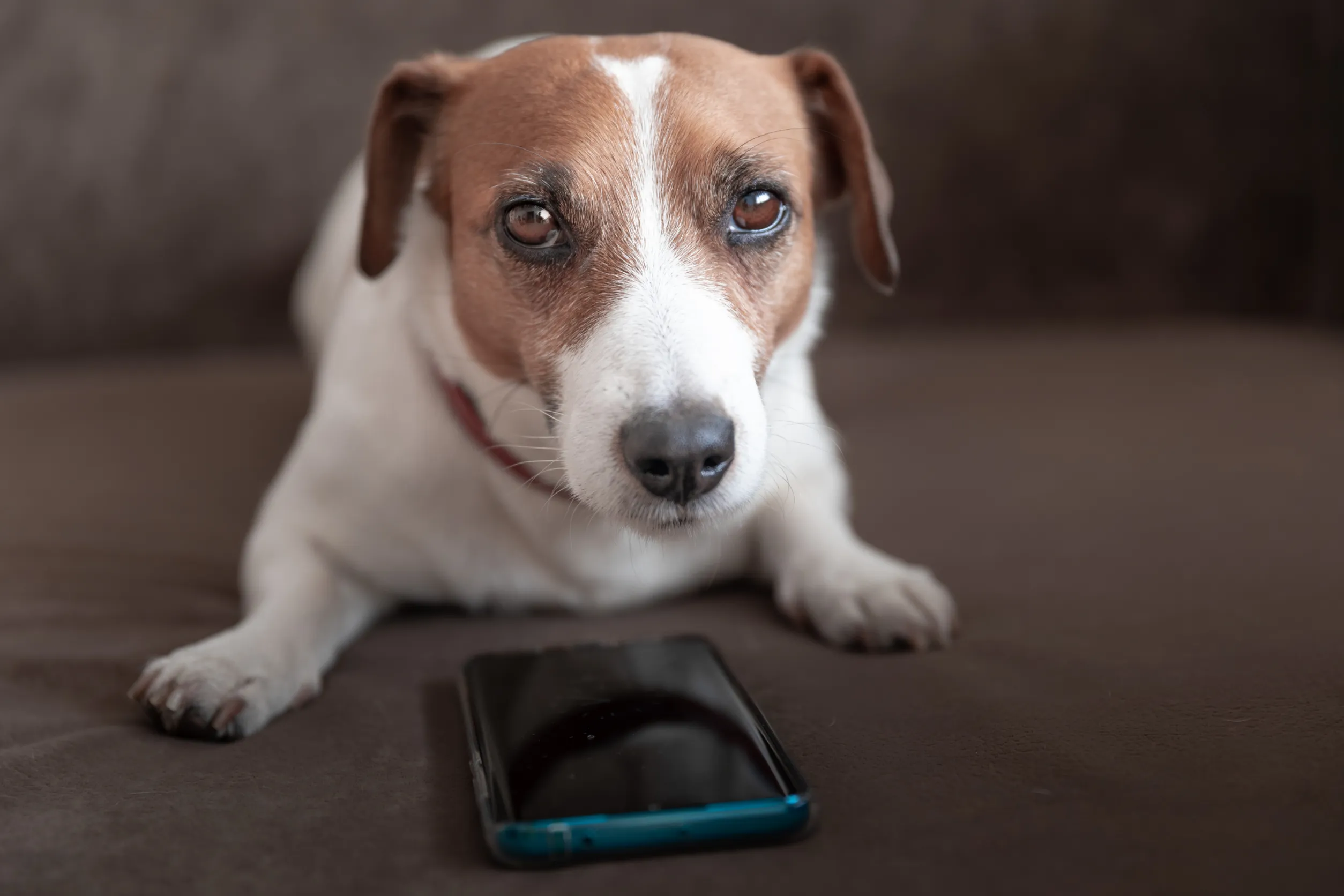 Discover the latest in dog health monitoring technology, from wearables to tracking systems. Explore how these innovations are revolutionizing pet care for a healthier and happier furry companion.