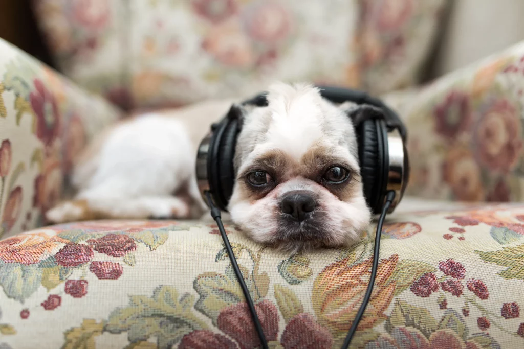 shih tzu listening to anxiety-calming music on headphones