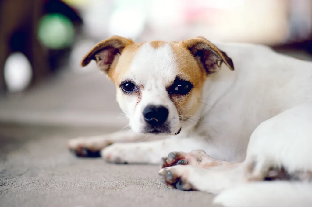 3 Tips to Calm Your Dog's Anxiety Whining and Keep Peace in the House