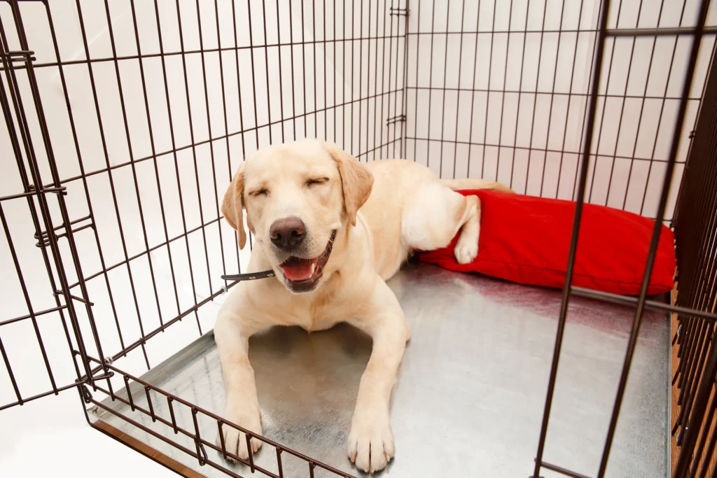 happy dog in a crate