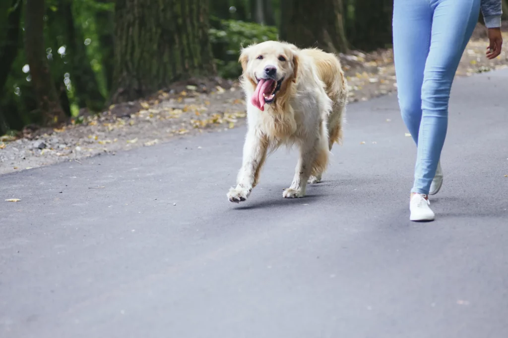 The Role of Exercise in Reducing dog Anxiety