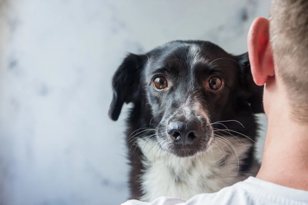 The Importance of Calming Your Dog's Anxiety
