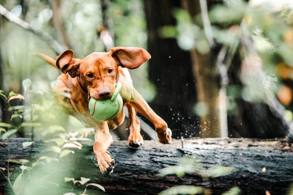 7 Fun Toys That Keep Dogs Busy and Out of Trouble