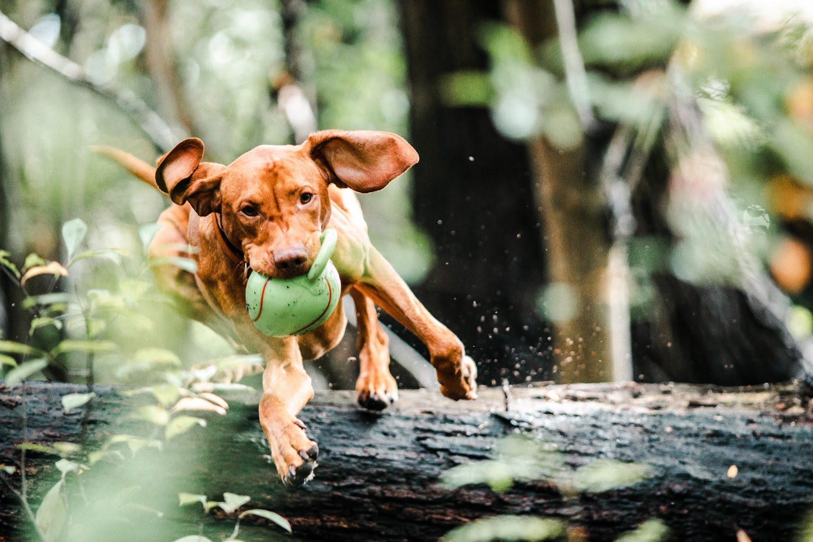 7 Fun Dog Toys That Keep Pups Busy and Out of Trouble