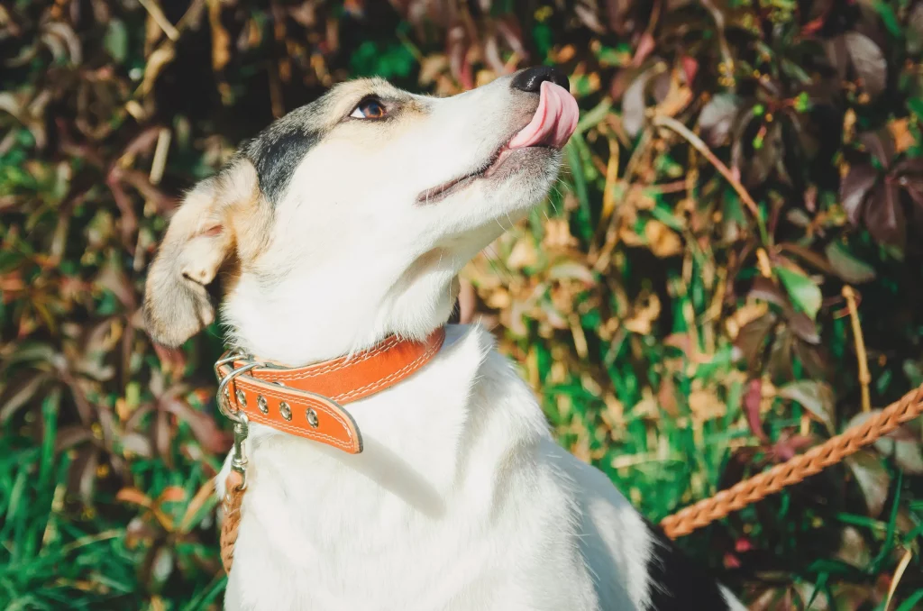 Be sure to measure your dog’s neck size when purchasing a collar.  