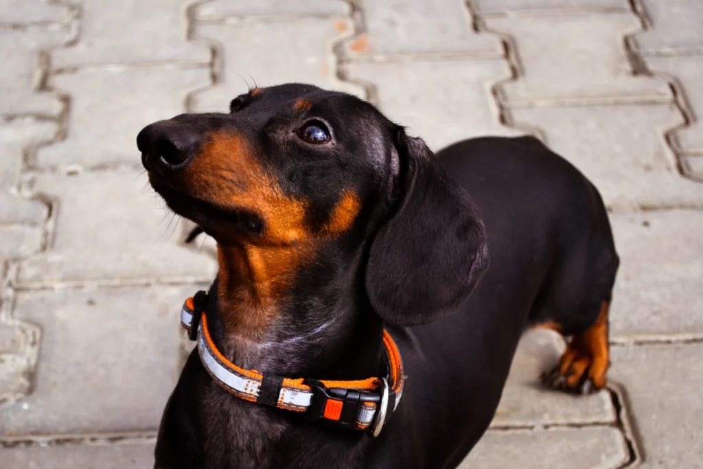 Measuring Dog Collar Size