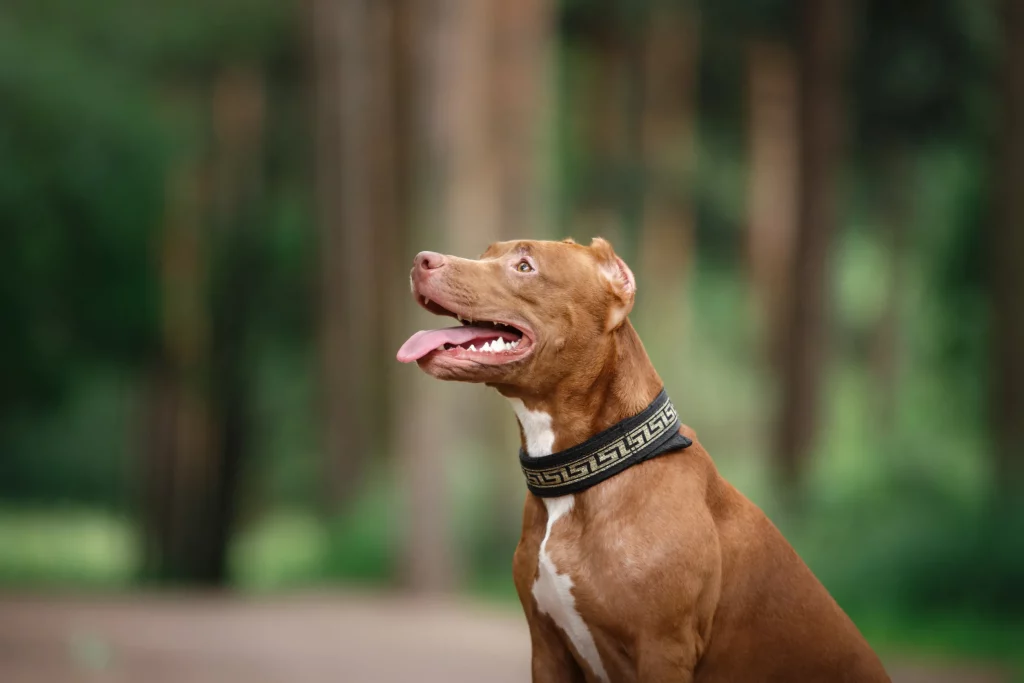 Tips for Measuring Dog Collar Size: A Guide for Finding the Perfect Fit