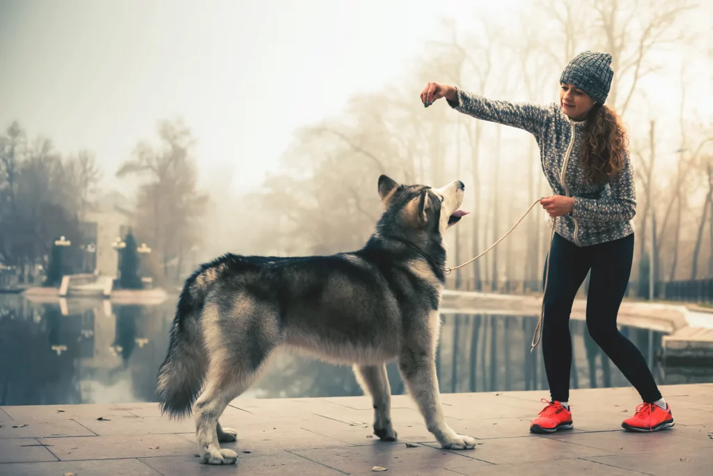 woman using reward-based dog training method with a husky