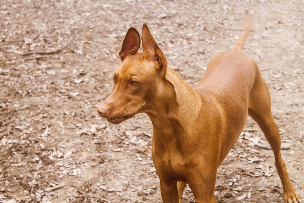 Freya the Pharaoh Hound, by Nicole Etolen