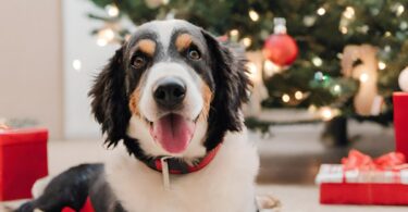 Embrace Pet Insurance Unleashes "Refer-a-Friend" Holiday Campaign to Support Pet Charities Nationwide