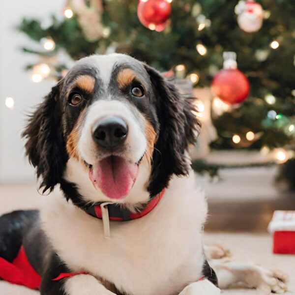 Embrace Pet Insurance Unleashes "Refer-a-Friend" Holiday Campaign to Support Pet Charities Nationwide