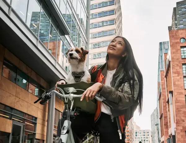kvisp dog bike seat