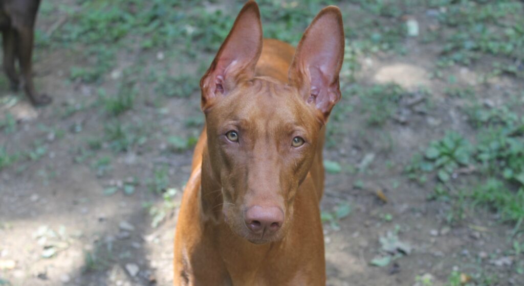 Freya Pharaoh Hound