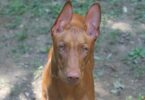 Freya Pharaoh Hound