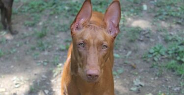 Freya Pharaoh Hound