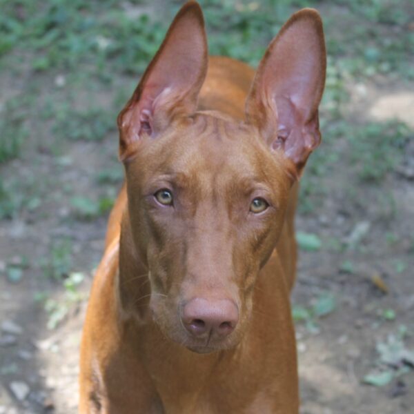 Freya Pharaoh Hound