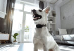 HushPuppy: The Revolution in Dog Bark Training with AI Technology
