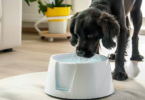 best dog water fountains