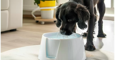 best dog water fountains