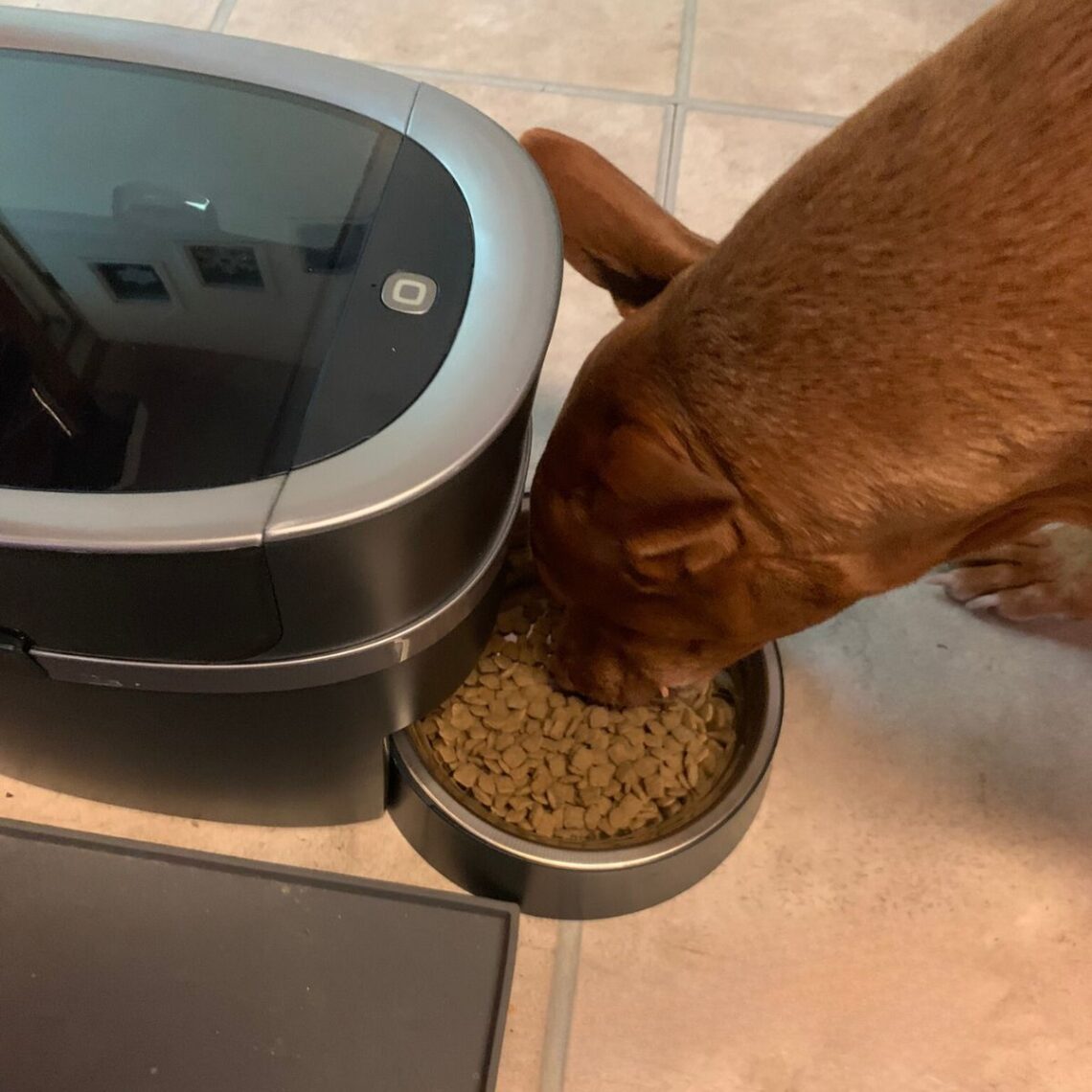 PetSafe Smart Feed Automatic Dog Feeder