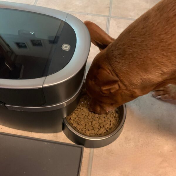PetSafe Smart Feed Automatic Dog Feeder