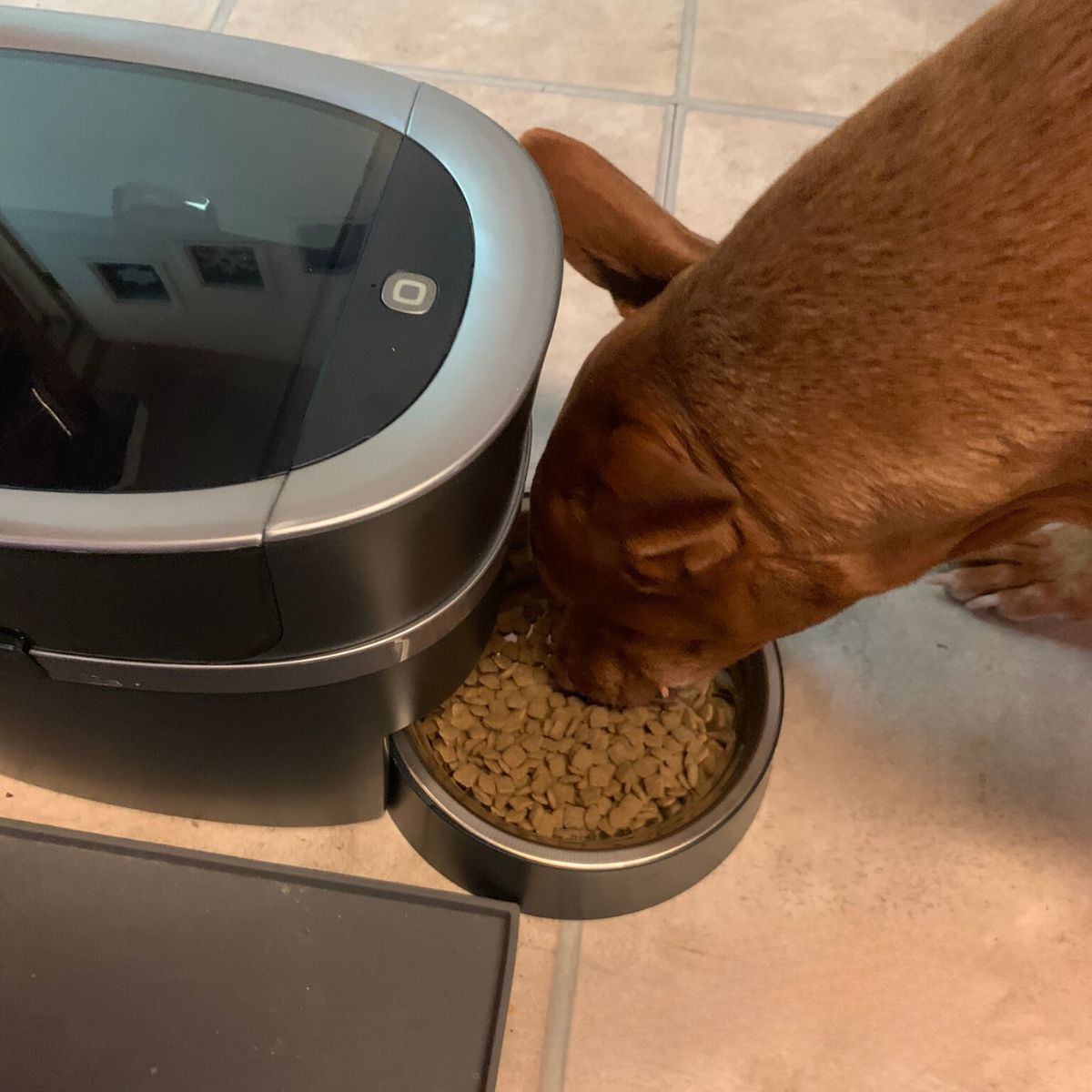 PetSafe Smart Feed Automatic Dog Feeder