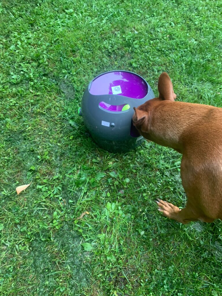 PetSafe Automatic Ball Launcher safety features