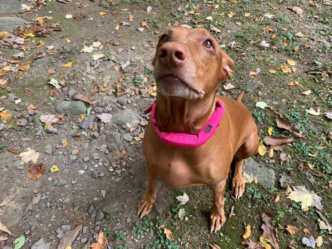 Halo Collar 4