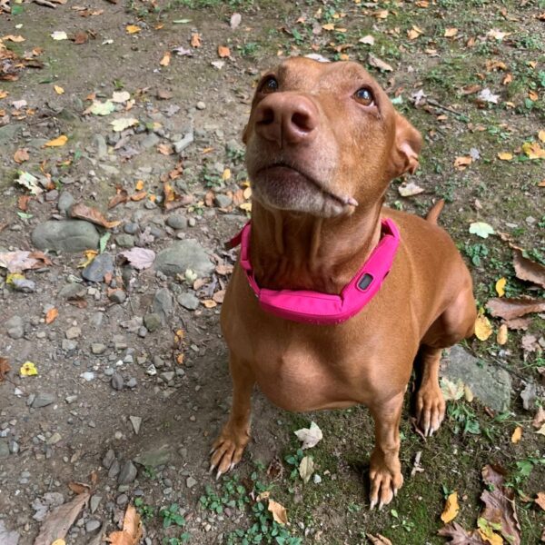 Halo Collar 4