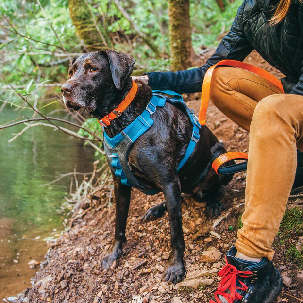 Journey Air Dog Harness | Running, Hiking, Walking