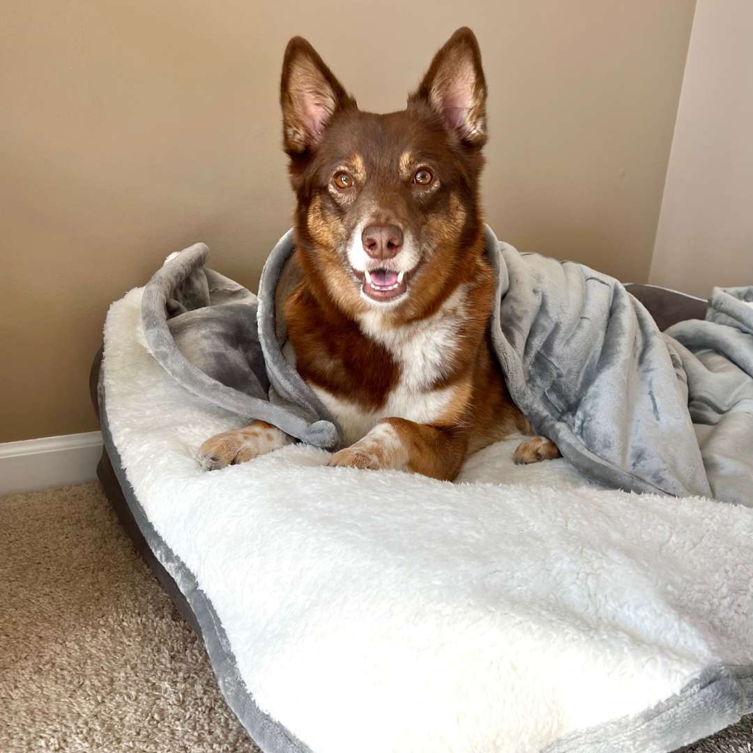 4knines Waterproof Plush Dog Blanket