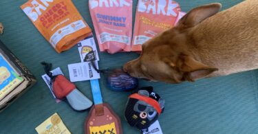 10 Best Indestructible Dog Toys for Power-Chewers