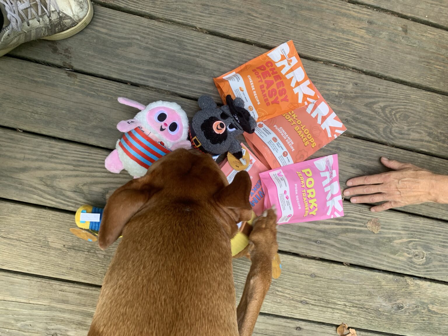 BarkBox Review: Why This Dog Subscription Box is Worth the Hype ...