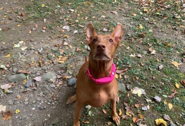 Halo Collar 3 GPS Dog Collar & Invisible Fence Review (Personal Experience & Real-World Test)
