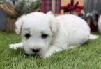 PuppySpot Puppy