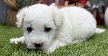 PuppySpot Puppy